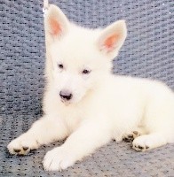 Du Royaume Des Songes - Berger Blanc Suisse - Portée née le 10/02/2020