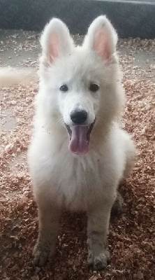 Du Royaume Des Songes - Berger Blanc Suisse - Portée née le 26/08/2022