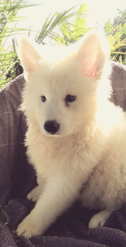 chiot Berger Blanc Suisse Du Royaume Des Songes